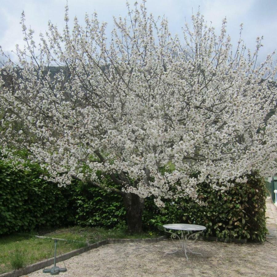 Au Verger B&B Sospel Dış mekan fotoğraf